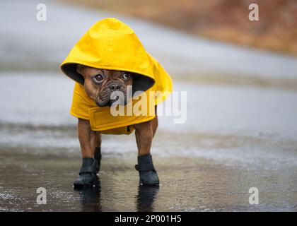 Bulldog francese rosso fulvo sotto la pioggia indossando un impermeabile giallo e stivali in gomma nera. Foto Stock