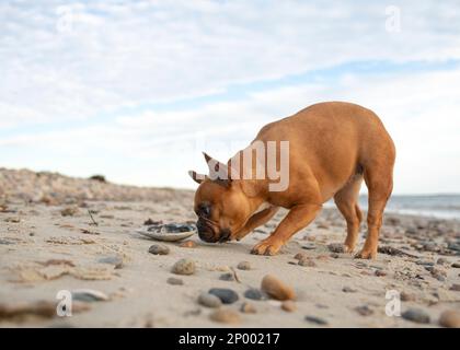 Bulldog francese rosso fulvo su una spiaggia rocciosa che annietta la conchiglia. Foto Stock