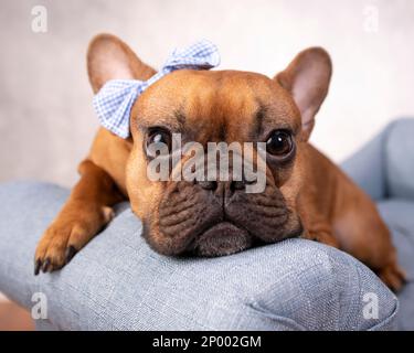 Cucciolo di bulldog francese rosso fawn adagiato su un divano blu con un arco a scacchiera blu sull'orecchio. Foto Stock