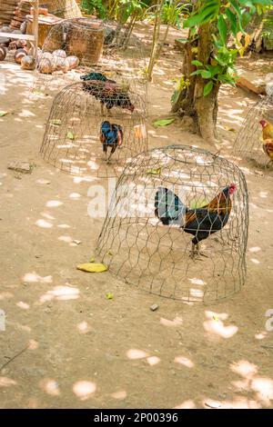 Pollo in un tradizionale gallo di gallo in gabbia nell'isola del Delta del Mekong, Vietnam. Foto Stock