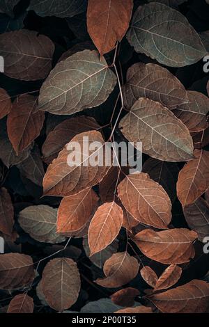 foglie di piante nodweed giapponesi marroni nella stagione autunnale, sfondo marrone Foto Stock
