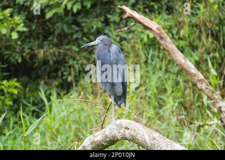 Little Blue Heron sul lungofiume del Parco Nazionale di Tortuguero Foto Stock
