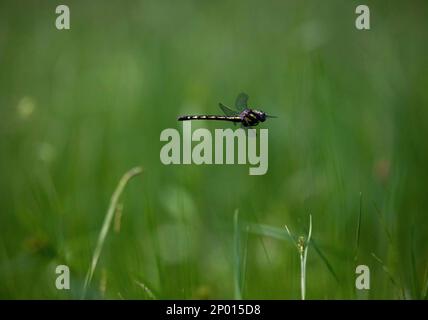 Una libellula a chiocciola ad anello d'oro che vola in un prato. Foto Stock