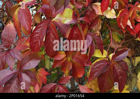 Autunno - foglie rosse, gialle, arancioni, verdi su Virginia superriduttore. Primo piano Foto Stock