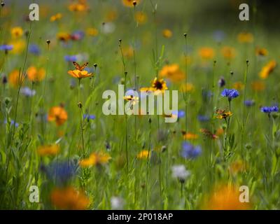 Piccola farfalla arancione in un prato di fiori selvatici. Foto Stock