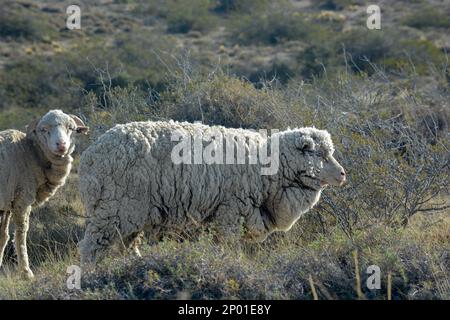 Pecore a Chubut, Argentina. Patagonia Argentina Foto Stock