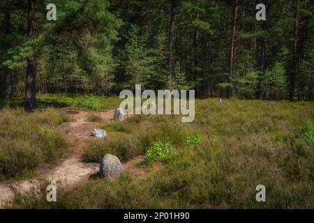 Primo piano su pietre che formano cerchi di pietra a Odry, un antico luogo di sepoltura e di culto. Patrimonio archeologico e naturale dell'UNESCO, Pomerania, Polonia Foto Stock