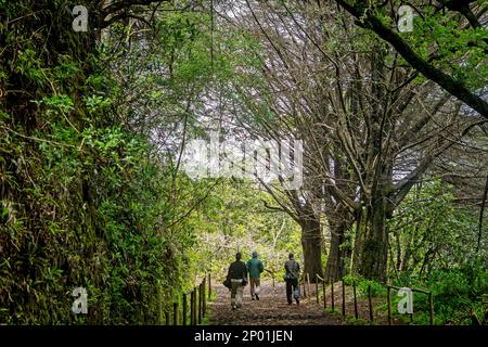 Levada do Moinho, Madeira, Portogallo Foto Stock