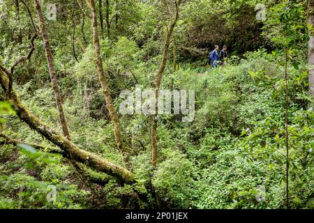 Levada do furado, Madeira, Portogallo Foto Stock