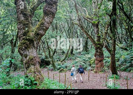 Levada do rei, Madeira, Portogallo Foto Stock