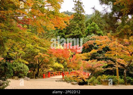 Un piccolo ponte rosso in un meraviglioso paesaggio di alberi di colore autunnale nella foresta di Miyajima, Giappone Foto Stock