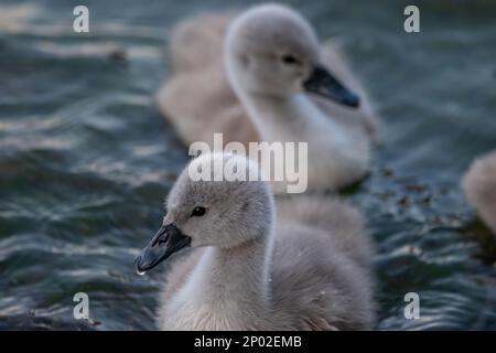 Swan bambini in acqua. Due cogneti di cigno piccoli e grigi che nuotano nel lago di Ginevra. Cygnus olor in primavera. Foto Stock