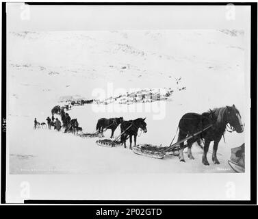 Trasporto con cavalli, muli, cani e biciclette, posta e trasporto sul Valdez Summit. Collezione Frank and Frances Carpenter , regalo; Sig.ra W. Chapin Huntington; 1951, Snow,Alaska,Valdez,1890-1930, Packtrains,Alaska,Valdez,1890-1930, Mountains,Alaska,Valdez,1890-1930, Cavalli,Alaska,Valdez,1890-1930, Stati Uniti,Alaska,Valdez Summit Foto Stock