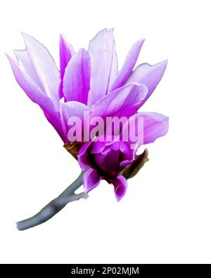 Magnolia liliiflora Nigra fiore rosa isolato su sfondo bianco Foto Stock