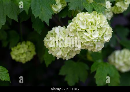 Belle palle bianche di Viburnum opulus Roseum fiorente su sfondo verde scuro. Bianco Guelder Rosa o Viburnum opulus sterilis, Snowball Bush, Euro Foto Stock