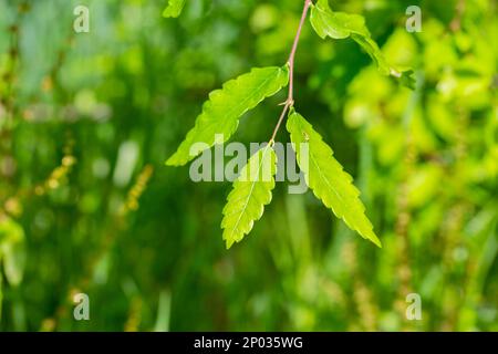 Una specie dell'albero di Zelkova, Zelkova serrata, keyaki, zelkova giapponese, Kinme keyaki. Una specie di albero spesso usata nel bonsai. Giovane congedo giallo verde Foto Stock