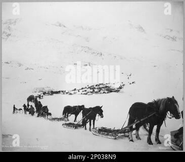 Trasporto con cavalli, muli, cani e biciclette, posta e trasporto sul Valdez Summit. Collezione Frank and Frances Carpenter , regalo; Sig.ra W. Chapin Huntington; 1951, Snow,Alaska,Valdez,1890-1930, Mountains,Alaska,Valdez,1890-1930, slitte & slitte,Alaska,Valdez,1890-1930, Dogsledding,Alaska,Valdez,1890-1930, cavalli,Alaska,Valdez,1890-1930, Stati Uniti,Alaska,Valdez Summit Foto Stock