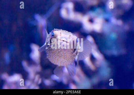 Porcupinefish si nasconde sotto Lattuce Coral. Ajargo, Porcupinefish Gigante o Pesce Porcupine Spotted Diodon hystrix e Lattuce Coral o SC giallo Foto Stock