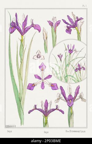 Iris. Arte botanica illustrata da Maurice Pillard Verneuil (1896) Foto Stock