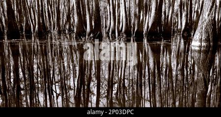 Palude del cipresso Foto Stock