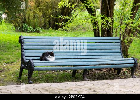 Un grazioso gattino soffice si trova su una panca di legno in un parco cittadino. La vita degli animali senza tetto di strada Foto Stock