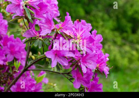 Primo piano sui fiori viola di azalea japonica Konigstein - azalea giapponese. Il pistillo e le stampelle sono visibili, le foglie verdi sullo sfondo. Foto Stock