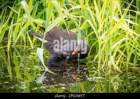 Moorhen madre e pulcino in acqua Foto Stock