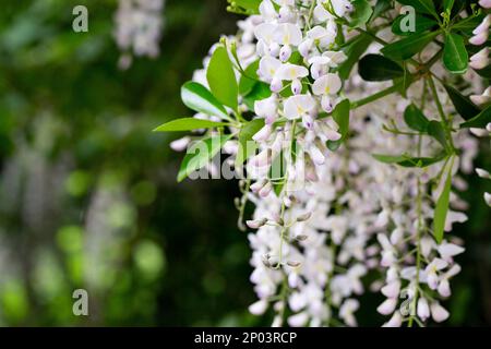 Fuoco selettivo di fiori bianchi Wisteria sinensis o pioggia blu, glicine cinese è specie di piante da fiore nella famiglia dei piselli, i suoi steli attorcigliati a Foto Stock
