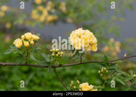 Piccole rose gialle rosa banksiae illuminate dal sole nel giardino fuoco selettivo, sfondo floreale Foto Stock