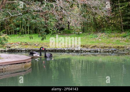 Cigni neri adulti con pulcini sul lago in una soleggiata giornata primaverile Foto Stock