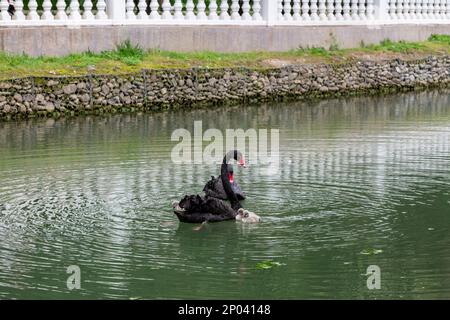 Cigni neri adulti con pulcini sul lago in una soleggiata giornata primaverile Foto Stock