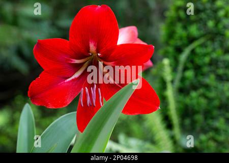 Hippeastrum è un genere di circa 90 specie e più di 600 ibridi e cultivar di piante bulbose erbacee perenni. Hippeastrum è un genere di batterio appartenente alla famiglia delle Hippeastrum Foto Stock