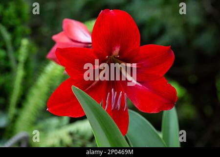 Hippeastrum è un genere di circa 90 specie e più di 600 ibridi e cultivar di piante bulbose erbacee perenni. Hippeastrum è un genere di batterio appartenente alla famiglia delle Hippeastrum Foto Stock