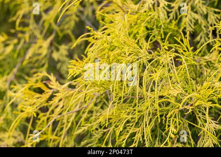 Filetto nana oro falso cipresso Chamaecyparis pisifera Filifera Aurea Nana fuoco selettivo, fondo naturale Foto Stock