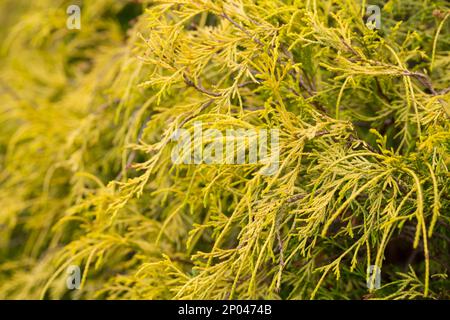 Filetto nana oro falso cipresso Chamaecyparis pisifera Filifera Aurea Nana fuoco selettivo, fondo naturale Foto Stock