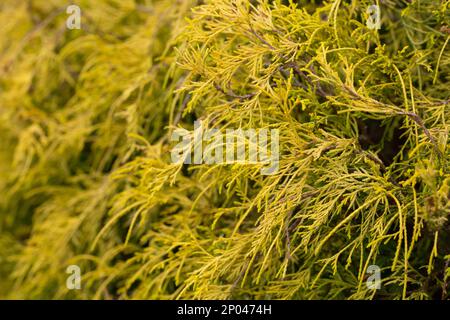 Filetto nana oro falso cipresso Chamaecyparis pisifera Filifera Aurea Nana fuoco selettivo, fondo naturale Foto Stock