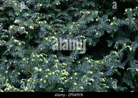 fiore ramo di abete. Rami di abete con germogli freschi in primavera. Germogli di abete giovani in crescita sul ramo nella foresta di primavera. Rami di abete rosso su una b verde Foto Stock