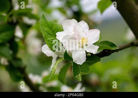 albero - alberi di mele fioriti, primo piano di fiori bianchi e rosa di un albero da frutto su un ramo su uno sfondo sfocato, sfondo di primavera Foto Stock