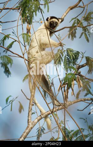 Verreauxs Sifaka - Propithecus verreauxi o sifaka bianca, primate negli Indriidi, vive dalla foresta pluviale alle foreste decidue secche del Madagascar occidentale Foto Stock