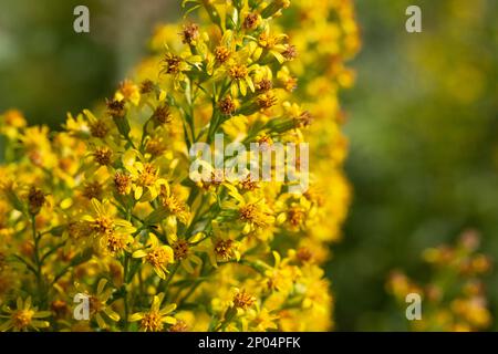 Macro dell'infiorescenza gialla fiorente di Solidago canadensis, conosciuta come baco d'oro canadese o baco d'oro canadese. Polonia, Europa Foto Stock