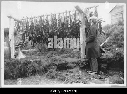 Frank G. Carpenter che esamina l'essiccazione del salmone. Collezione di falegname Frank and Frances, regalo; Sig.ra W. Chapin Huntington; 1951, essiccazione di pesce, fiume Yukon (Yukon e Alaska), 1890-1920, salmone, fiume Yukon (Yukon e Alaska), 1890-1920, rack (dispositivi di supporto), fiume Yukon (Yukon e Alaska), 1890 1924-1920, falegname, Frank G, Stati Uniti, Yukon, Alaska, Stati Uniti, 1855,, Stati Uniti Foto Stock