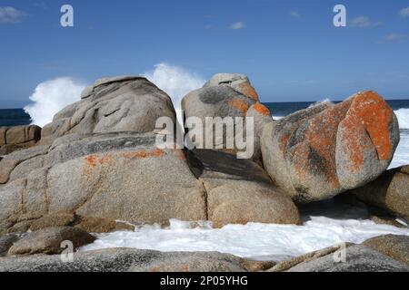 Enormi massi di colore arancione creano spruzzi di schiuma da surf sulla costa della Baia dei fuochi. Il cielo blu contrasta con la roccia di lichen e granito, Tasmania. Foto Stock