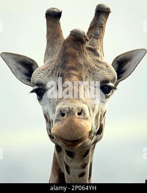 Edimburgo, Scozia, Regno Unito 2nd t marzo 2023. UK Weather: Una giraffa sorridente per la fotocamera. Il secondo giorno di primavera ha visto la pioggia come lo zoo e i suoi animali ne hanno fatto il meglio. Credit Gerard Ferry/Alamy Live News Foto Stock