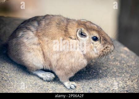 Il gundi comune (Ctenodactylus gundi) è una specie di roditore della famiglia Ctenodactylidae. È diurno ed erbivoro. Foto Stock