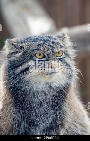 L'immagine di primo piano del gatto di Pallas (Otocolobus manul). È un piccolo gatto selvatico con pelliccia lunga e densa grigio chiaro. Le orecchie arrotondate sono basse Foto Stock