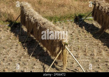 Tradizionale rack di essiccazione del riso di bambù, Kamiyama, Isola di Shikoku, Giappone Foto Stock