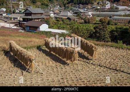 Raccolta del riso, Kamiyama, Isola di Shikoku, Giappone Foto Stock