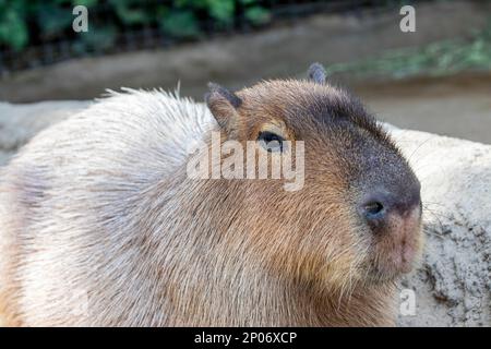 L'immagine closeup di Capybara (Hydrochoerus hydrocaeris). Si tratta di un gigantesco roditore cavoso nativo del Sud America. È il più grande roditore vivente. Foto Stock