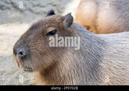 L'immagine closeup di Capybara (Hydrochoerus hydrocaeris). Si tratta di un gigantesco roditore cavoso nativo del Sud America. È il più grande roditore vivente. Foto Stock