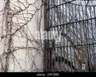 Scricchiolatori secchi sulla parete dell'edificio. Inverno nella località. Edificio dal decor naturale. Ivy senza foglie sulla casa Foto Stock